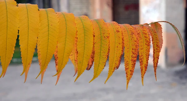 秋の日に赤い黄色の葉を持つ須磨の木の枝 — ストック写真