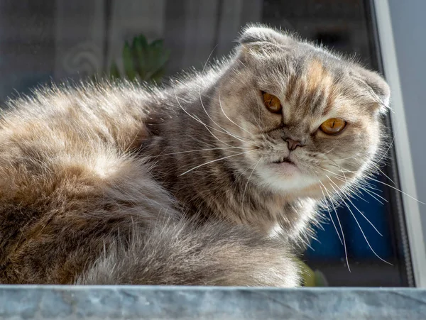 Ritratto Ravvicinato Bellissimo Gatto Tabby Con Lunghi Baffi Guarda Fotocamera — Foto Stock