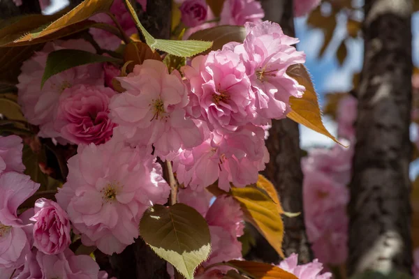 Baharda Kanzan Kiraz Ağacının Pembe Çiçekleri Yumuşak Pembe Çiçekli Japon — Stok fotoğraf