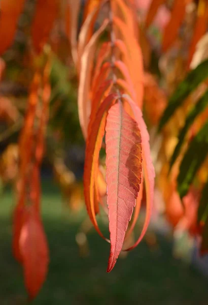秋の日に赤い黄色の葉を持つ須磨の木の枝 — ストック写真