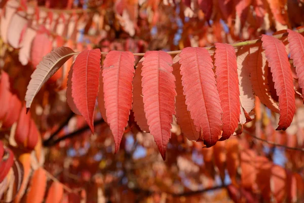 Branche Sumah Aux Feuilles Jaunes Rouges Jour Automne — Photo