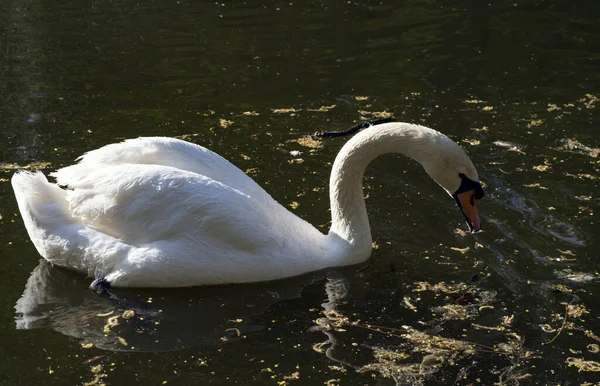 Cisne Nada Lago Pájaro Salvaje —  Fotos de Stock