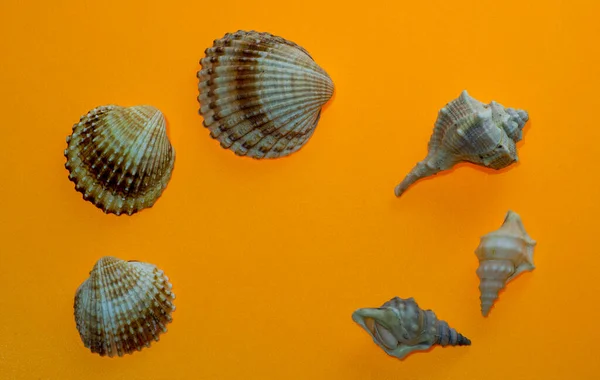 Beautiful Seashells Yellow Background — Stock Photo, Image