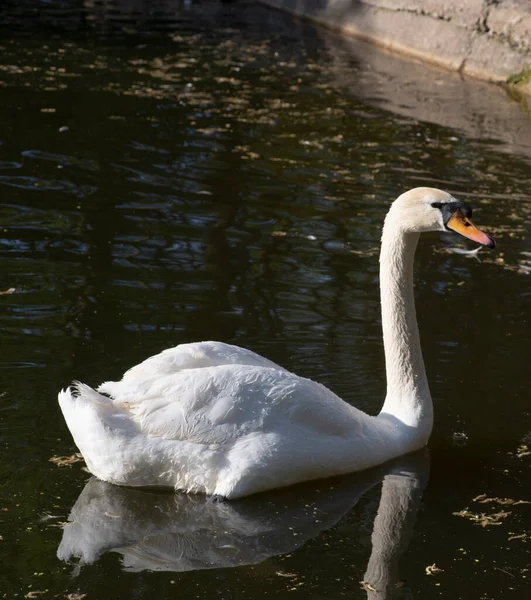 Cisne Nada Lago Pájaro Salvaje —  Fotos de Stock