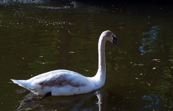 Cisne Nada Lago Pájaro Salvaje —  Fotos de Stock