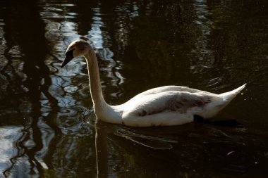 Bir kuğu gölde yüzüyor, vahşi bir kuş..