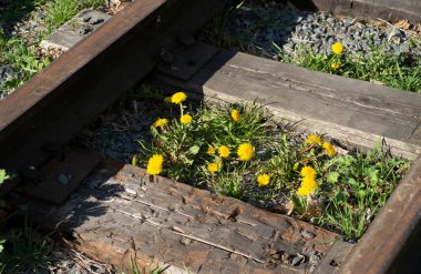 Baharda ahşap yataklı eski demiryolu raylarının yakın görüntüsü.