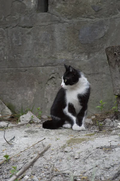 Gato Blanco Negro Juguetón Entre Espacio Urbano — Foto de Stock