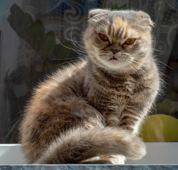 Close Portrait Beautiful Tabby Cat Long Whiskers Looks Camera — Stock Photo, Image