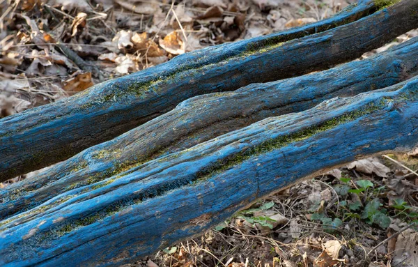 Banco Del Parque Madera Pintado Crecido Con Musgo — Foto de Stock