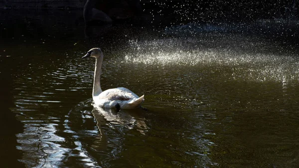 Cisne Nada Lago Pájaro Salvaje —  Fotos de Stock