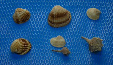 Mavi arka planda güzel deniz kabukları