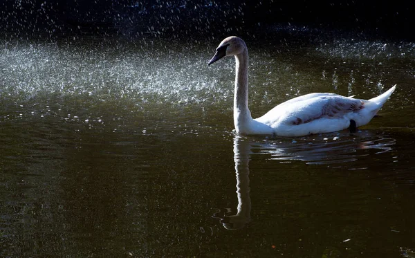 Cisne Nada Lago Cisne Blanco Pájaro Salvaje —  Fotos de Stock