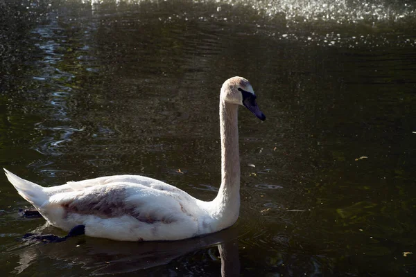 Satu Swan Berenang Danau Swan Putih Burung Liar — Stok Foto