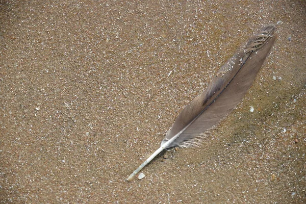Goose Feather Beach Sand Lake Stock Image