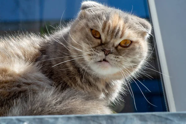 Ett Närbild Porträtt Vacker Tabby Katt Med Långa Morrhår Tittar — Stockfoto