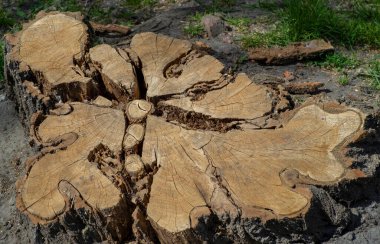 Kesildikten sonra ağaç gövdesi. Ağaç büyümesinden oluşan açık halkalarla çatlamış ahşap doku..