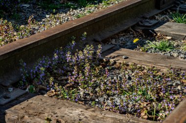 Baharda ahşap yataklı eski demiryolu raylarının yakın görüntüsü.