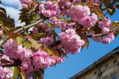 Baharda Kanzan kiraz ağacının pembe çiçekleri, yumuşak pembe çiçekli Japon kirazı 