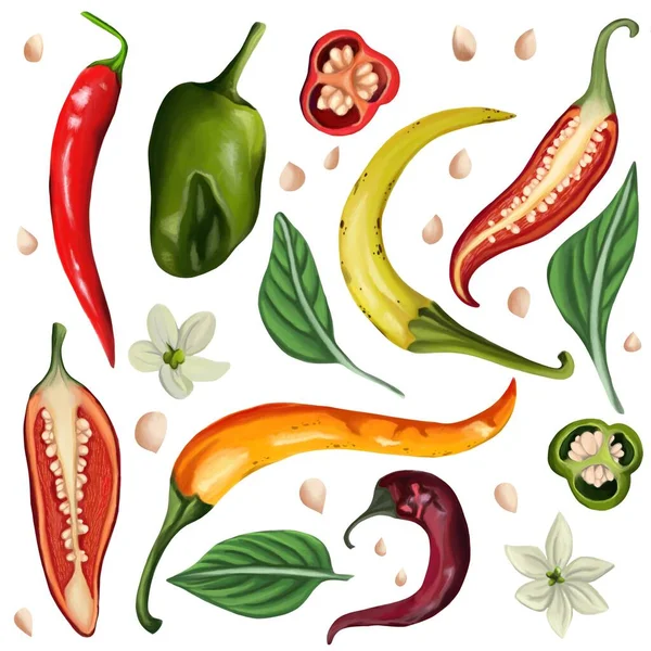 Set of hot chili peppers on an isolated white background. Peppers, leaves, flowers and seeds. Different angles, cut pepper. Digital art, oil imitation. Raster illustration