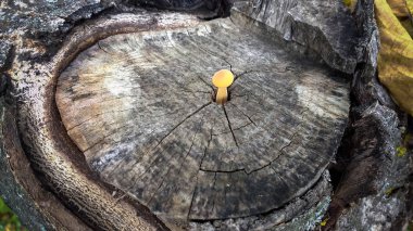 Eski ağaç kütüğü üzerinde büyüyen küçük sarı sülfür tutam mantar closeup çekim