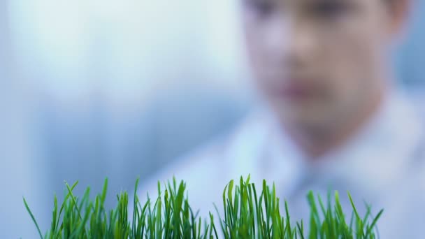 Agronomo allevamento nuova varietà di frumento, sperimentando con fertilizzanti minerali — Video Stock