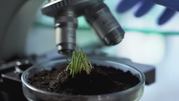 Crescimento de brotos em placa de Petri, agronomista reprodução de novas variedades de cereais — Vídeo de Stock