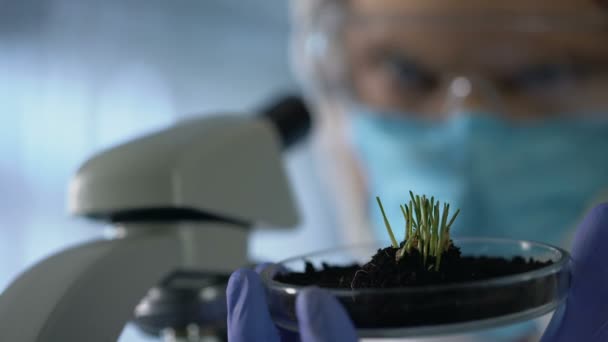 Bioloog waarnemen van de spruitjes, met behulp van de Microscoop te controleren van groei, agro-onderzoek — Stockvideo