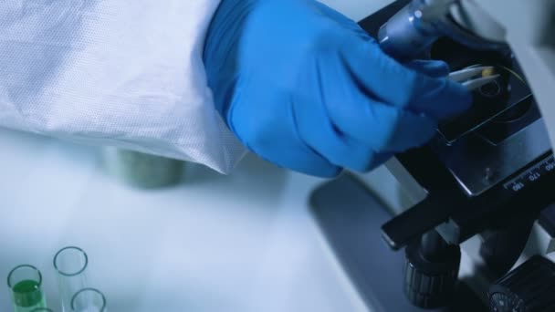 Onderzoek van peulvruchten onder Microscoop, kwaliteit controle op levensmiddelen, pesticiden testen — Stockvideo