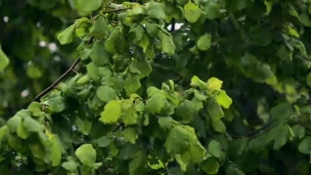 Hojas de árboles cubiertas con gotas de lluvia, naturaleza verde, clima tormentoso, viento otoñal — Vídeos de Stock