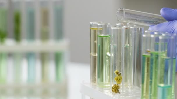 Лаборант заливает масло в пробирку лекарственным растением, чтобы сделать эфирное масло — стоковое видео