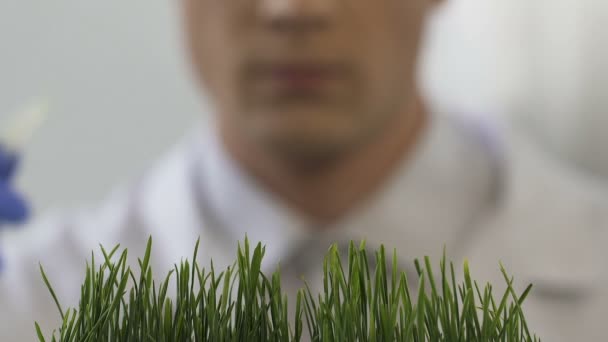 Laborforscher, der künstlich gekeimtem Gras Dünger hinzufügt, Experimente — Stockvideo