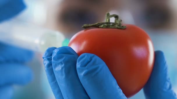 Химик впрыскивает томаты пестицидами, чтобы сохранить качество продукта на рынке, ГМО — стоковое видео