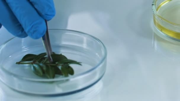 Cosmetology expert placing plant into petri dish with oil, making extract — Stock Video