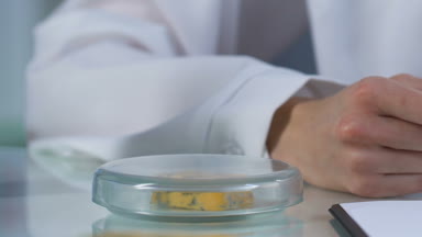 Yaş dikkatlice inceleyerek örnek şımarık peynir Gıda Sanayi Enstitüsü