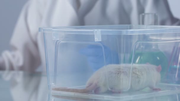 Naukowiec, obserwując zachowanie szczur laboratorium badania próbek wtrysku — Wideo stockowe