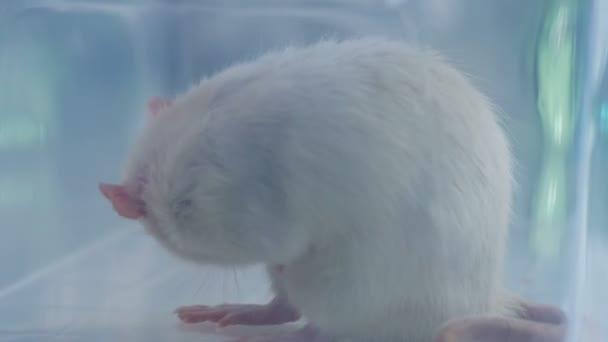 Weiße Ratte wäscht sich nach Tierarztbesuch, Haustier geimpft — Stockvideo