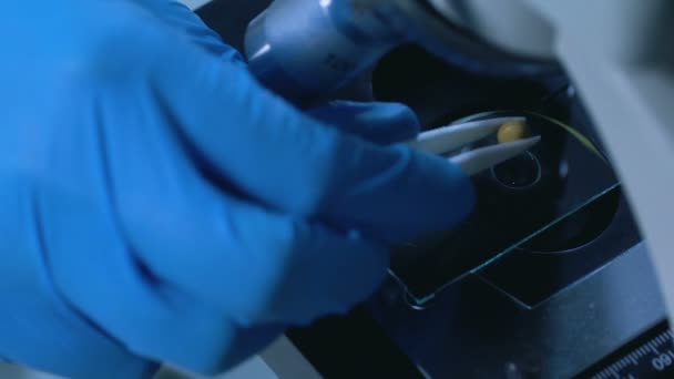 Forskare pekar mikroskop lins korn studerar genetiska struktur urval — Stockvideo