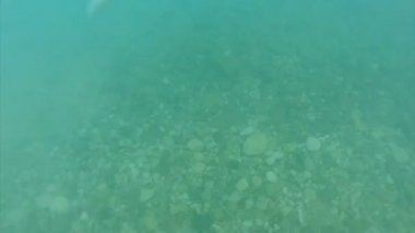 Denize doğru koşma ve atlama içine, deniz dibinin ve adam siluet su altında kişi