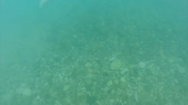 Persona corriendo hacia el mar y saltando en, lecho marino y silueta chico bajo el agua — Vídeos de Stock
