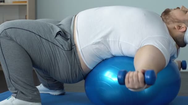 Толстый холостяк делает упражнения на руках гантели лежа на мяче, сжигая калории — стоковое видео