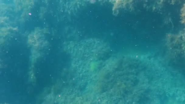 Musgo submarino creciendo en grandes rocas, vida de algas marinas, explorando el fondo del mar — Vídeo de stock