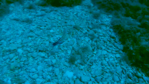 Pequeños peces nadando a lo largo del fondo del mar, escondidos entre piedras cubiertas de malezas, explorando — Vídeo de stock