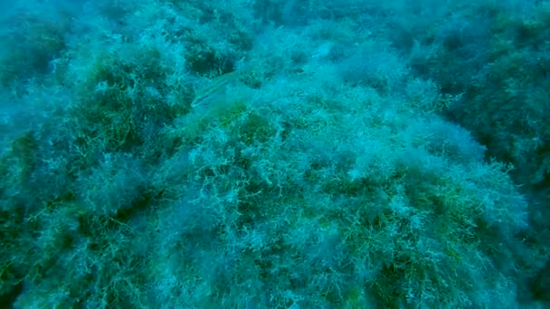 Маленькая рыбка, прячущаяся среди камней водоросли, жизнь под водой, морской мир — стоковое видео