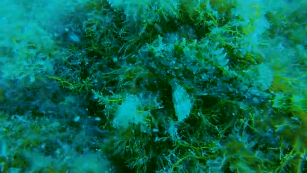 Морское существо пытается остаться незамеченным среди водорослей, подводного камуфляжа — стоковое видео