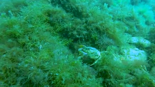 Crab moving across weed-covered stone under water, attacking camera with claws — Stock Video