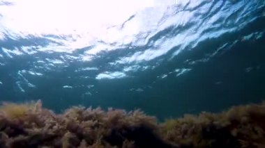 Turtle yosunlar üzerinde yakından su yüzeyine yüzme, gıda, bakış arıyorsunuz