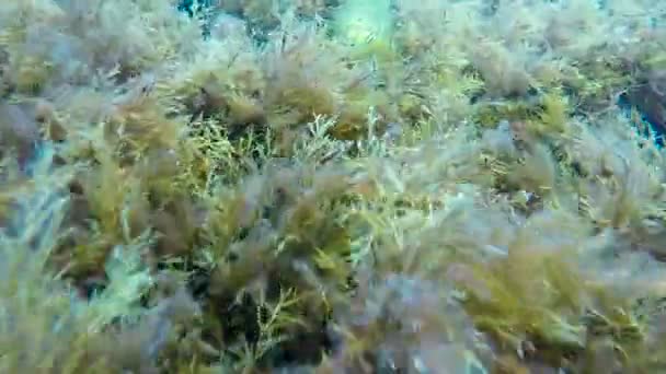 Diver swimming closely to weed-covered boulders, underwater explorer, point view — Stock Video