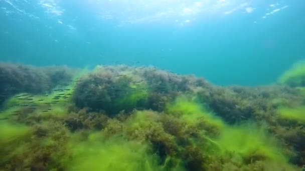 Shoal van fish zwemmen langs grote stenen bedekt met zeewier, onderwater leven — Stockvideo