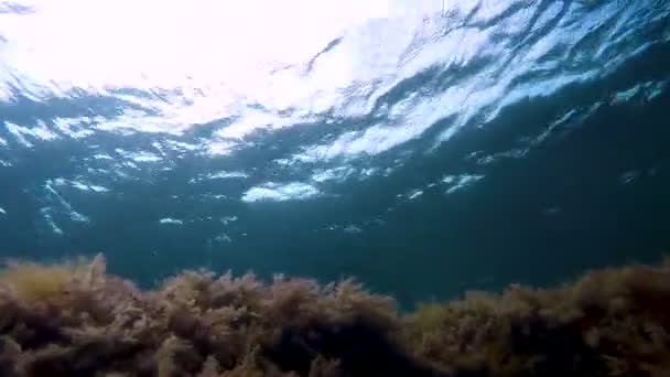 Tortuga nadando sobre algas marinas cerca de la superficie del agua, buscando comida, vista al punto — Vídeo de stock